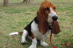 Photo Basset Hound