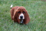Photo Basset Hound