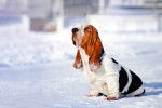 Photo Basset Hound
