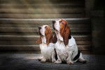 Photo Basset Hound