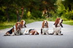 Photo Basset Hound