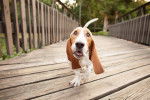 Photo Basset Hound