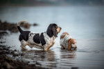 Deux Bassets Hounds dans une rivière