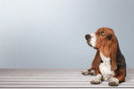 Photo Basset Hound