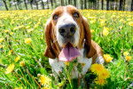 Photo Basset Hound