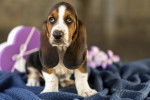 Photo Basset Hound