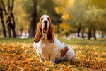 Photo Basset Hound