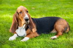 Un Basset Hound allongé dans l'herbe