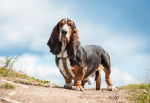 Photo Basset Hound