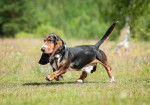 Photo Basset Hound