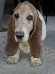 Simon (le chien d'une amie) - Basset Hound M&acirc;le (10 ans)