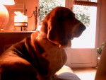 Léontine - Basset Hound (7 ans)