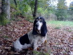 vanna - Basset Hound (7 ans)