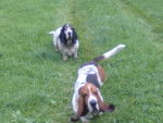vanina et cyrano - Basset Hound