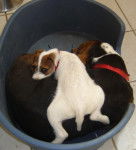 breizhia et fantazia - Basset Hound (5 ans)