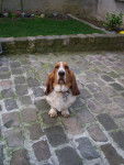 Bagy - Basset Hound (6 ans)