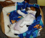 Purdy - Basset Hound (6 ans)