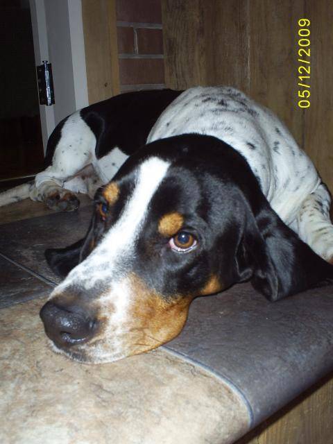 basset hound newton - Basset Hound