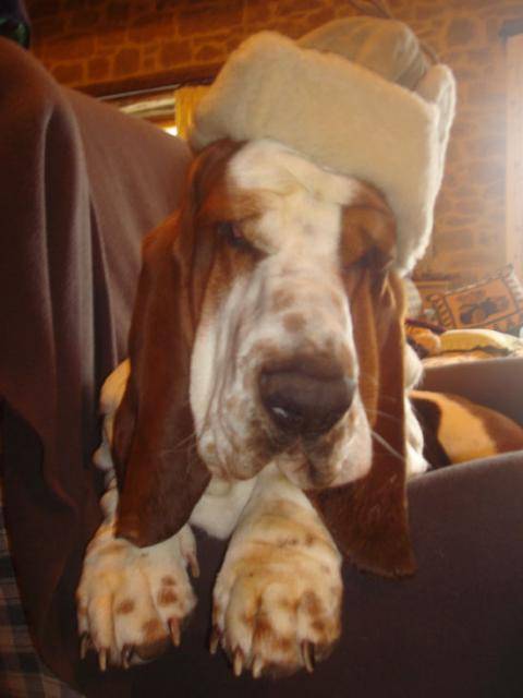 DomTom le basset-hound de Russie - Basset Hound