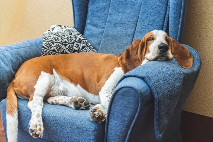 Un Basset Hound dort allongé de tout son long sur un fauteuil