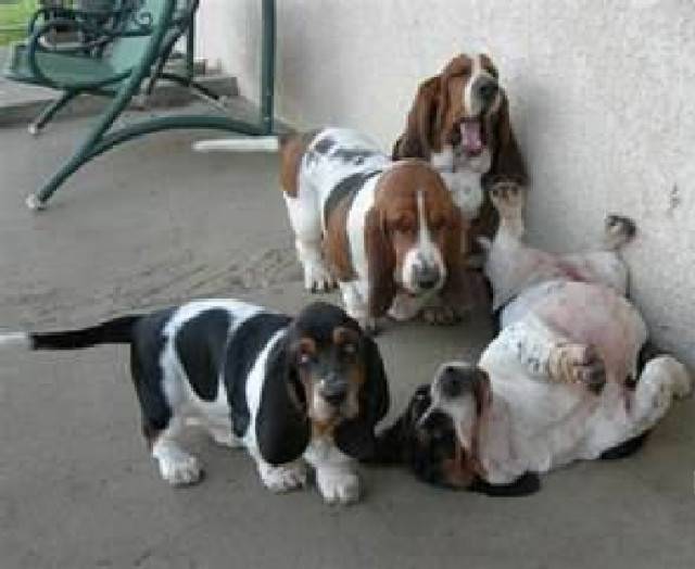 Bow, Buck, Droopy, and Dusty - Basset Hound Mâle (1 an)