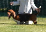 Diamond - Basset Hound Femelle (2 ans)
