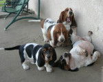 bandit, bouda, rocky et boss - Basset Hound Mâle (6 mois)