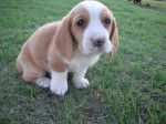Lily - Basset Hound Femelle (1 an)