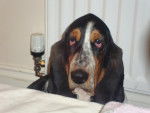 Ishka - Basset Hound Femelle