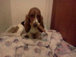 daiseymay - Basset Hound Femelle (1 an)