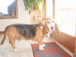 Harry - Basset Hound Mâle (13 ans)