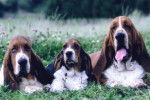 Basset Hound - Basset Hound