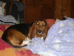 Jasper - Basset Hound Femelle (3 ans)