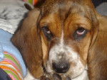 basset hound - Basset Hound