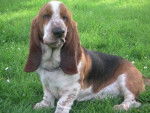basset-hound>Léon - Basset Hound