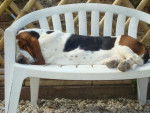 DomTom le basset-hound - Basset Hound