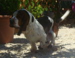 DomTom le basset-hound - Basset Hound