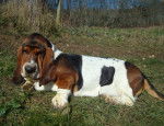 Grussgott le basset-hound - Basset Hound