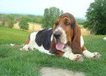 Grussgott le basset-hound - Basset Hound