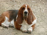 Ubys - Basset Hound Femelle (8 ans)
