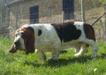 Dom-Tom MacDouglas du Clos Dominant - Basset Hound