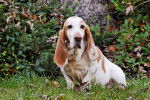 Photo Basset Hound