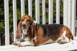 Photo Basset Hound