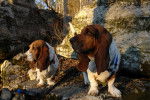 Photo Basset Hound