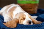 Photo Basset Hound