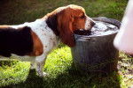 Photo Basset Hound