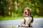 Photo Basset Hound