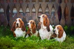 Photo Basset Hound