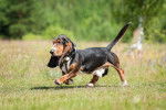 Photo Basset Hound