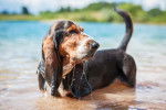 Photo Basset Hound
